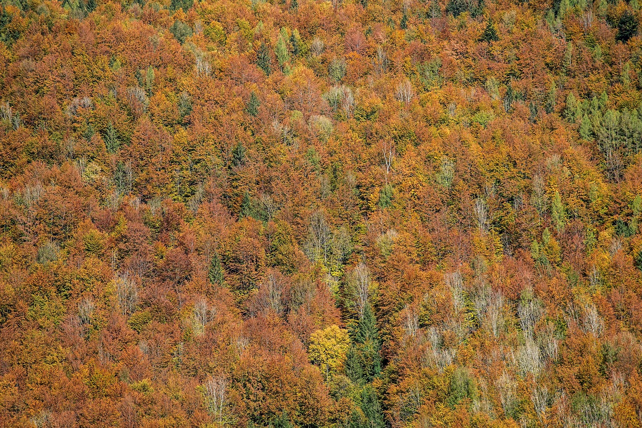 Forest - free online jigsaw puzzle photo