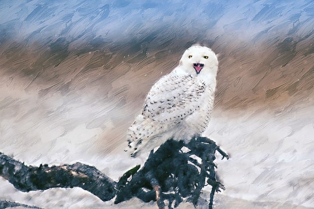 Free snow owl bird animal illustration