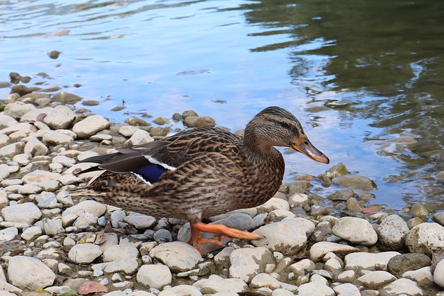 Stockente Vogel Teich Kostenloses Foto auf Pixabay Pixabay