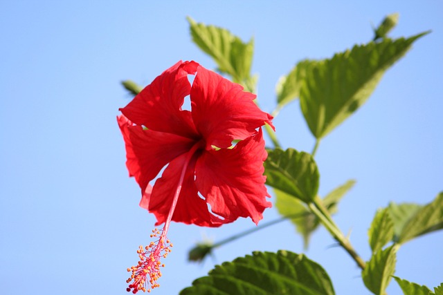 Flor, Jardín, Linda, Hibisco, Verde