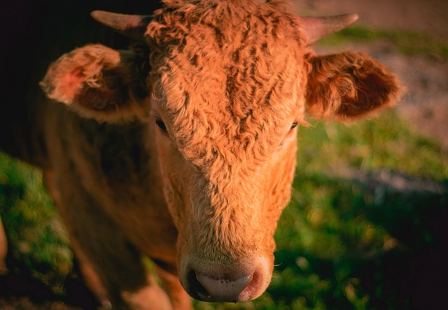 Free Cow Calf photo and picture