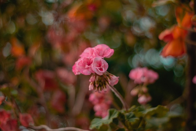 Free Flores Malva photo and picture