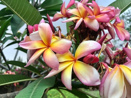 África, Tropical, Flor, Natureza