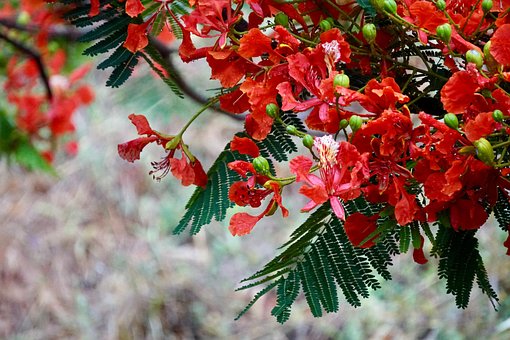 Flor, Amor, Vermelho, Romântico