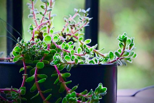 Verde, Natureza, Plantas, Primavera