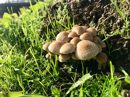 Portugal, Cogumelos, Natureza, Outono