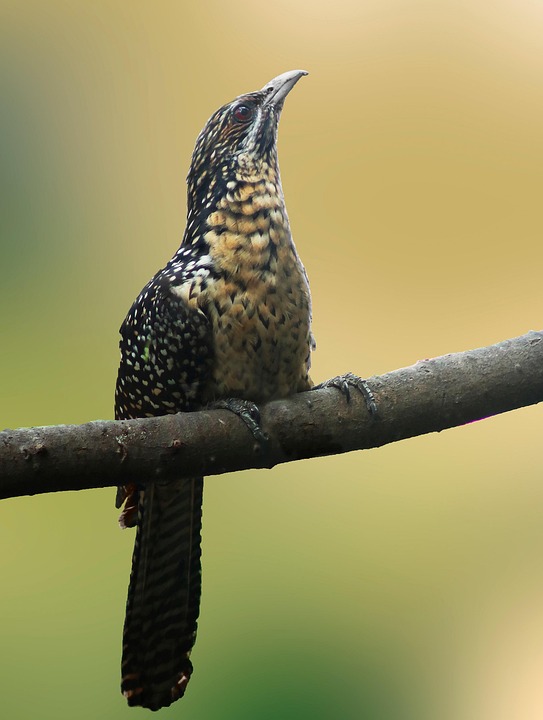 Indischer Koel Vogel Zweig - Kostenloses Foto auf Pixabay