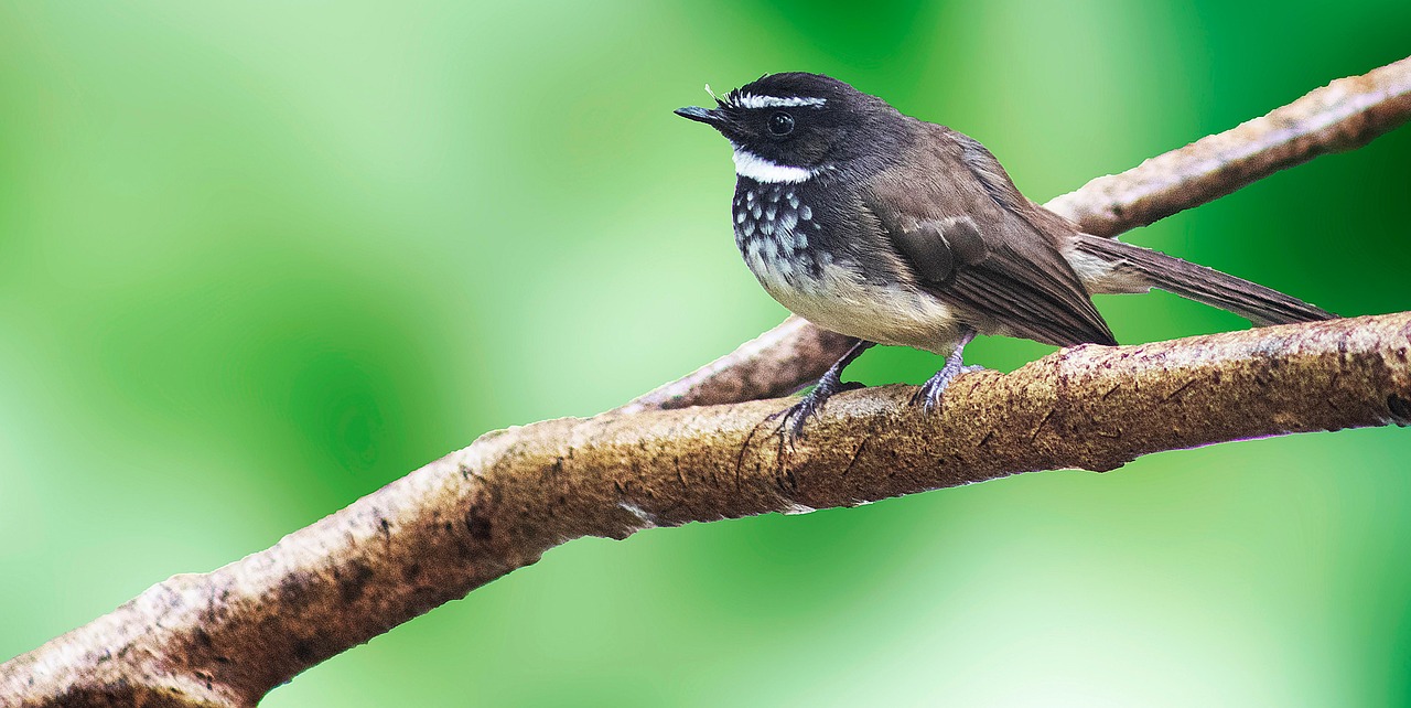 WhiteBrowed Fantail Bird Branch Free photo on Pixabay Pixabay