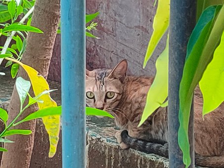 Free Cat Lawn photo and picture