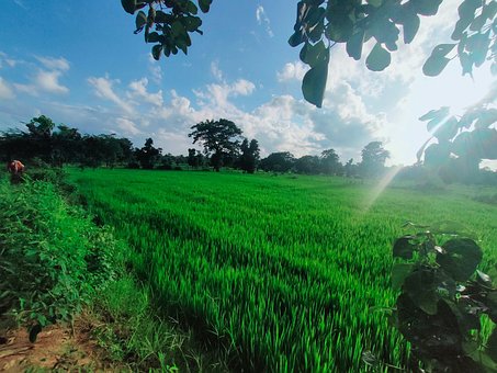 Free Paddy Crop photo and picture