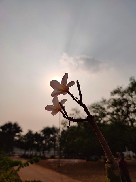 Free Flower Sunset photo and picture