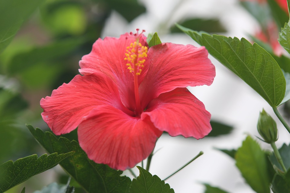 Hibiscus Fleur Bloom Photo Gratuite Sur Pixabay Pixabay hibiscus-fleur-bloom-photo-gratuite-sur-pixabay-pixabay