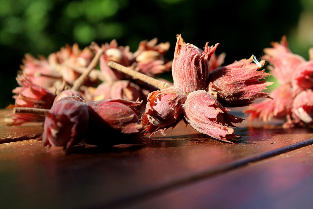Avellanas Color Avellana Fruta - Foto gratis en Pixabay - Pixabay