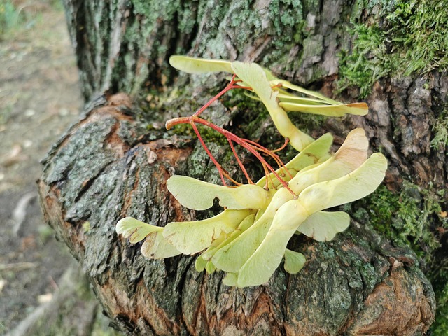 Otoño, Arce, Árbol, Ladrar