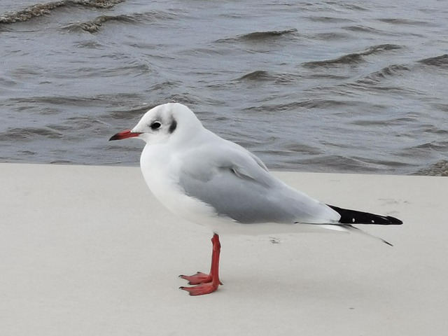 Gaviota, Elba, Agua, Mar