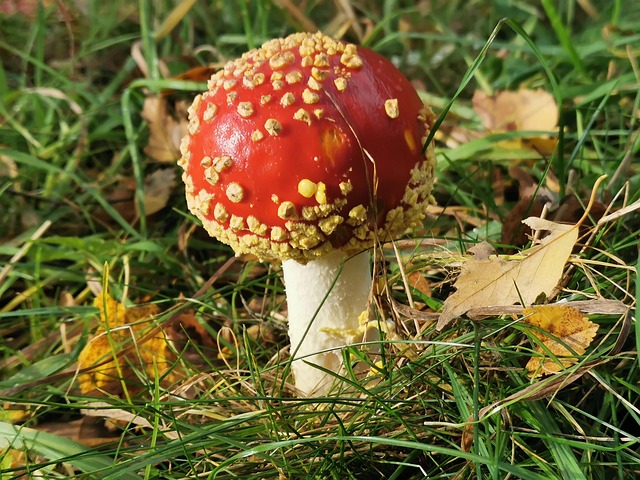Otoño, Seta Venenosa, Rojo, Jardín