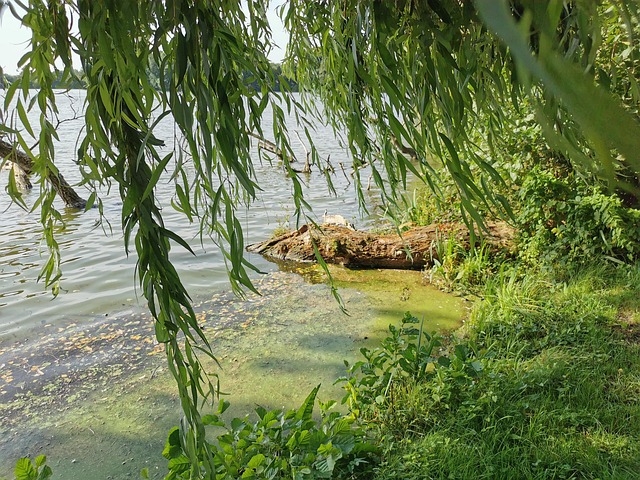 Verde, Lago, Algas, Barmstedt, Idilio