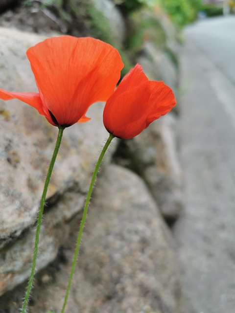 Rojo Amapola, Muro De Piedra, El Verano