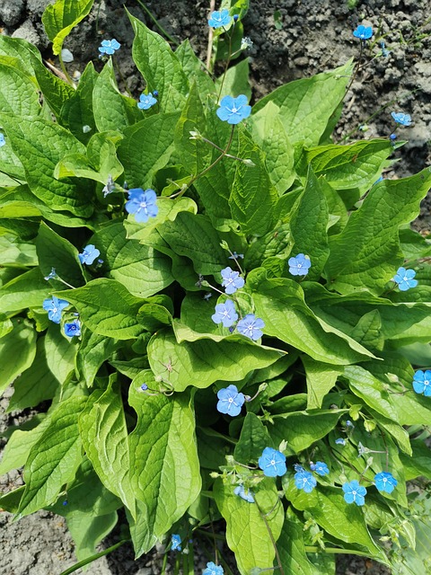 Primavera, Árboles, No Me Olvides, Verde