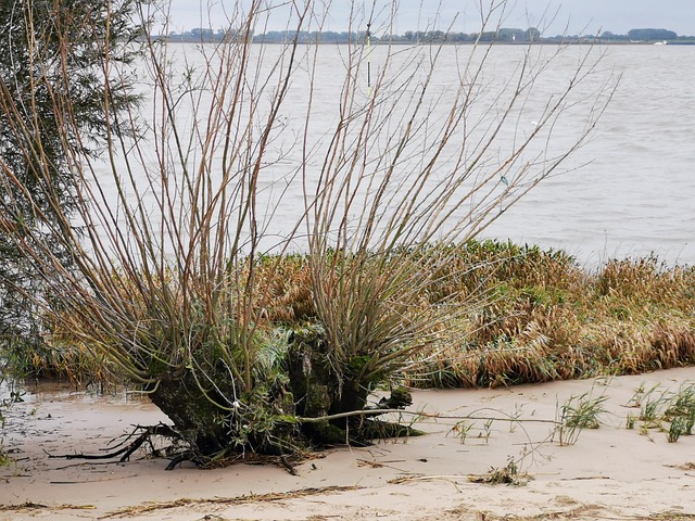 Naturaleza Muerta, Orilla Del Río, Elba