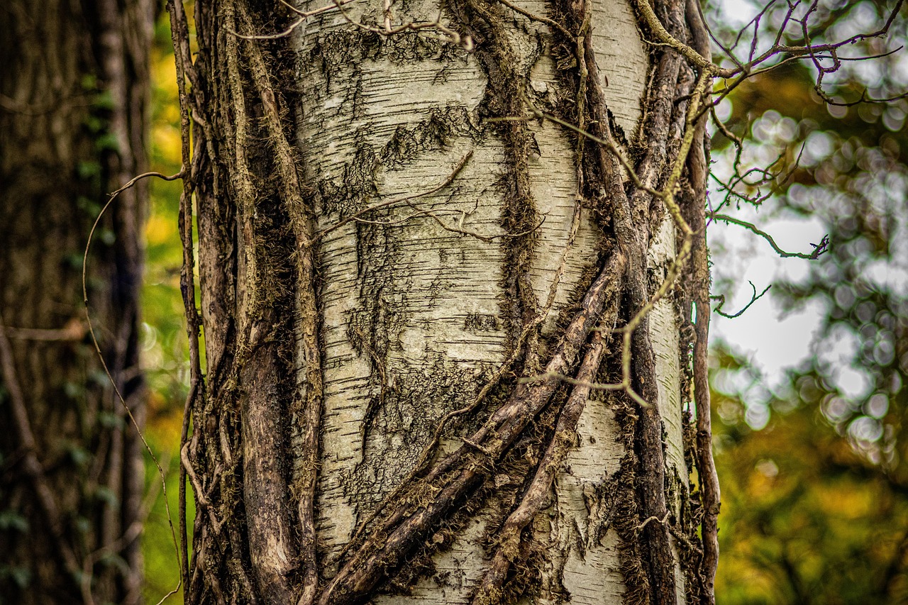 Birch Trunk Choke Plant Crossed Free photo on Pixabay Pixabay