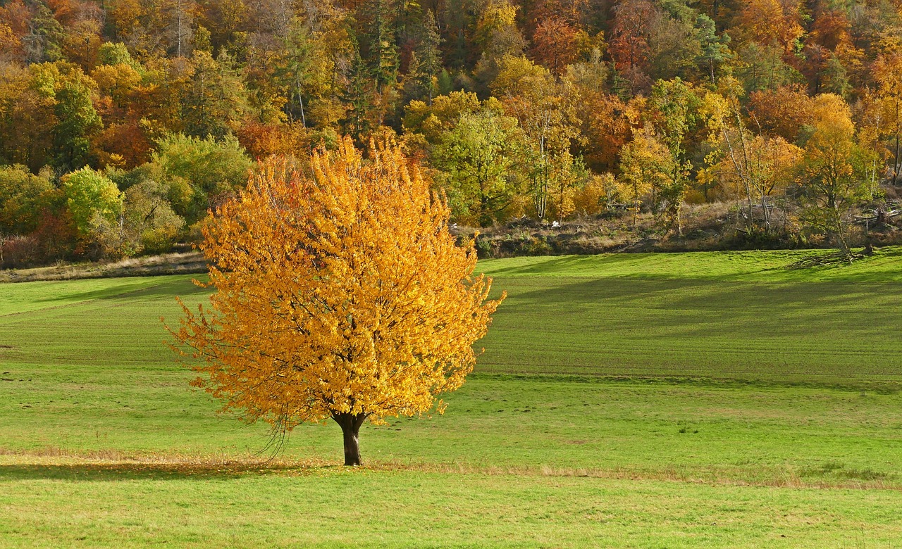 Tree - free online jigsaw puzzle photo