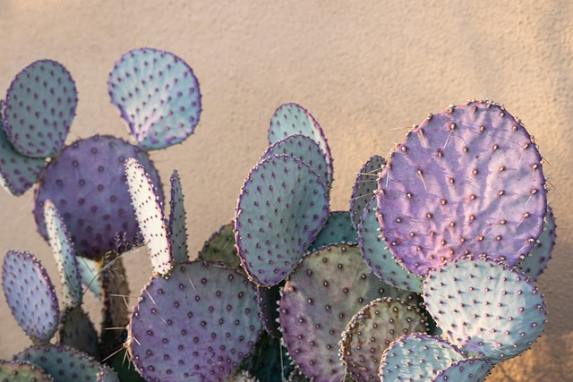 Free Cactus Nature photo and picture