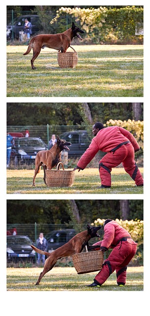 Free Dog Malinois photo and picture