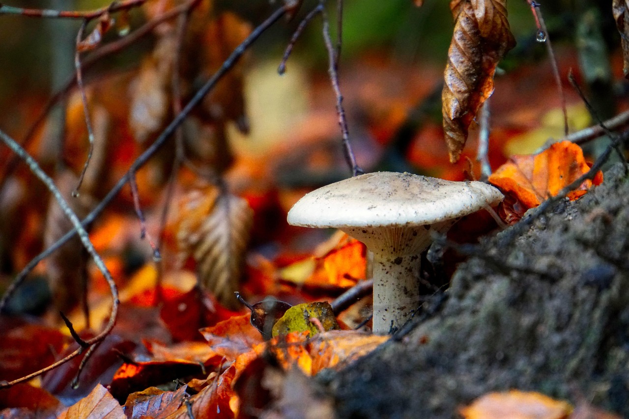 Mushroom Forest Ground Fallen - Free photo on Pixabay - Pixabay