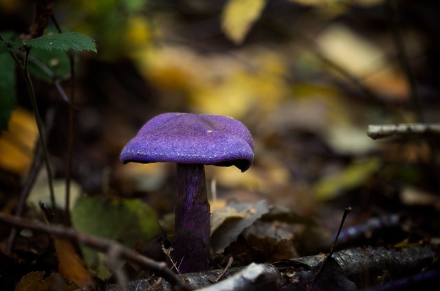 Free Fungus Undergrowth photo and picture