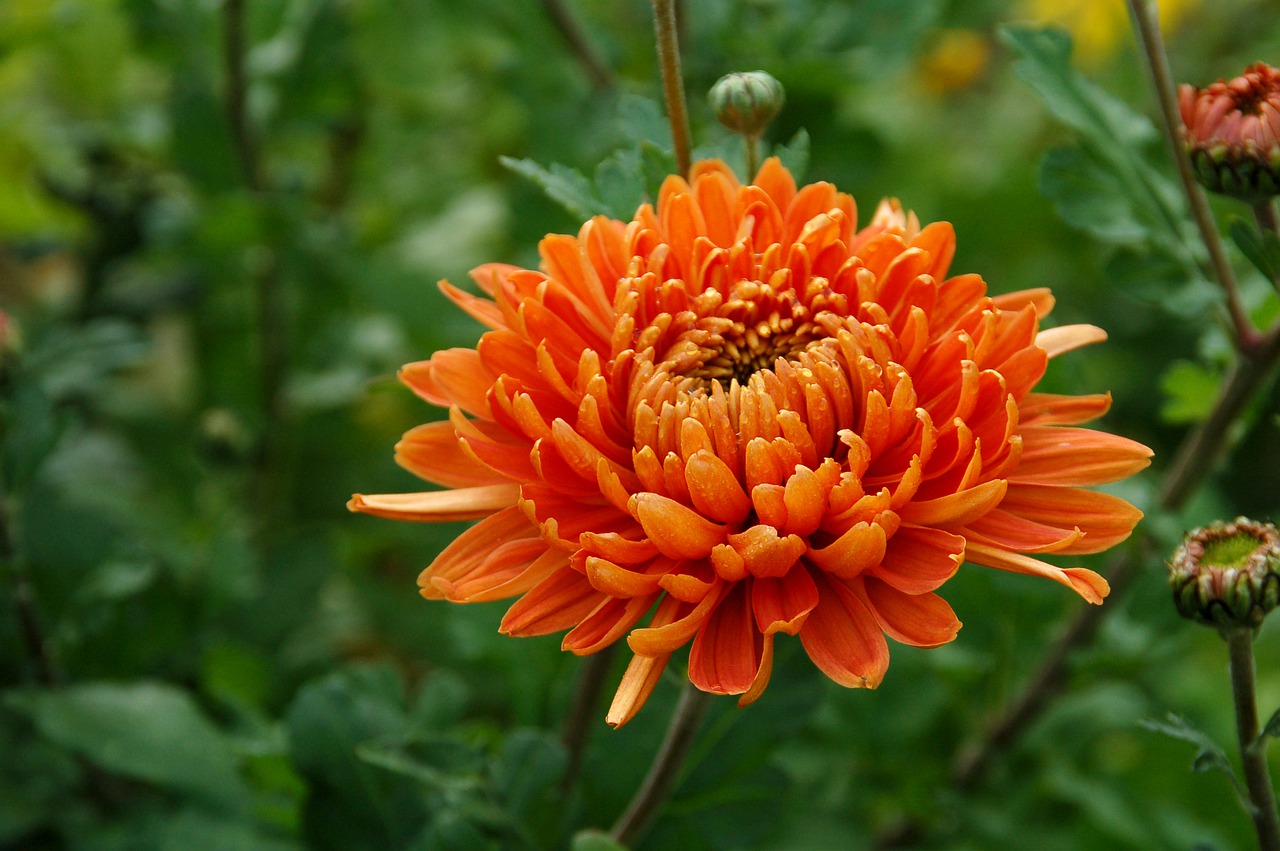 4 000 Free Chrysanthemum Nature Images Pixabay 4 000 Free Chrysanthemum Nature Images Pixabay