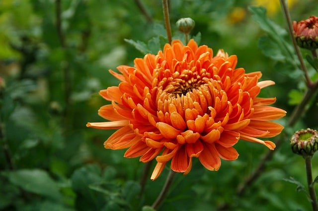 Free chrysanthemum flower bloom illustration