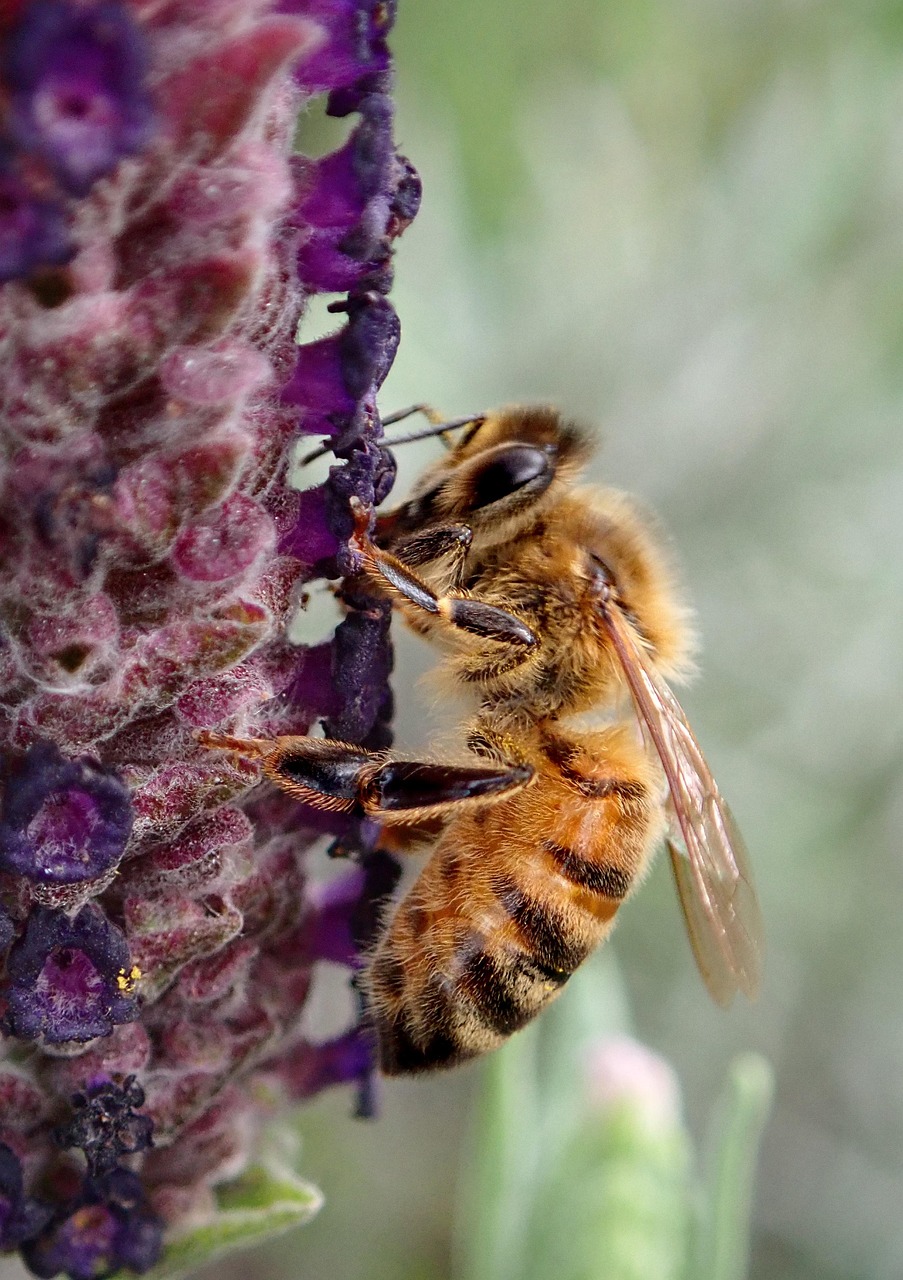 Light Bee Insect Bee Insect Lavender Honey - Free photo on Pixabay