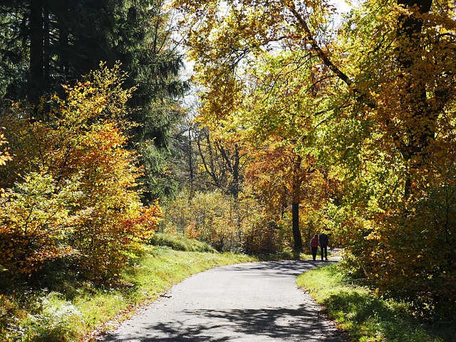 Fall Tree Walk Autumn Walk Foliage Coloring - Free photo on Pixabay - Pixabay