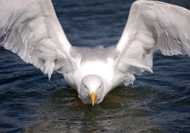 Free Gull Bird photo and picture