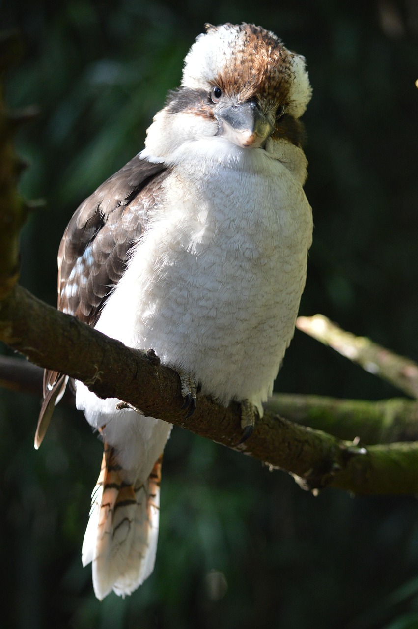 ワライカワセミ 鳥 動物 Pixabayの無料写真