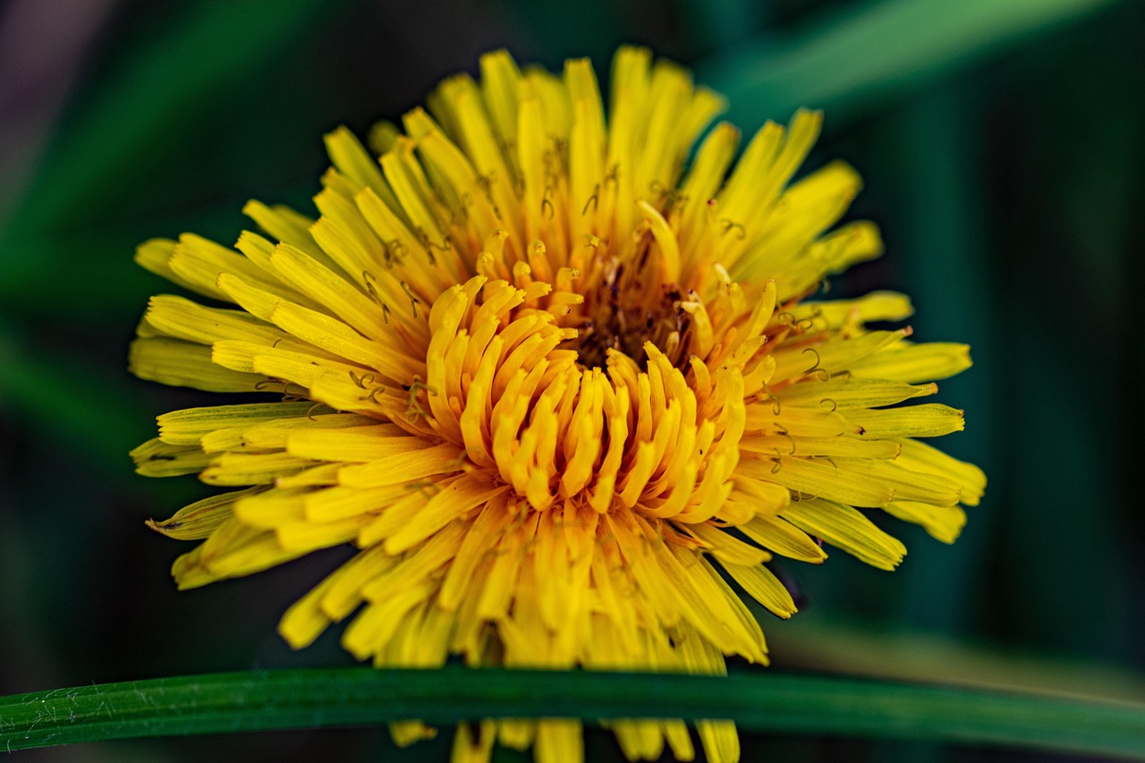 Dandelion Flower Meadow Yellow Free photo