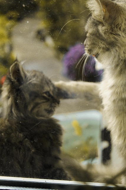 Free Cats Animals photo and picture