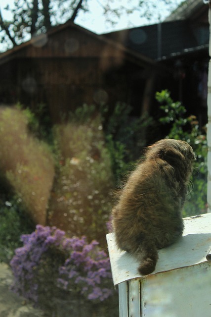 Free Cat Animal photo and picture