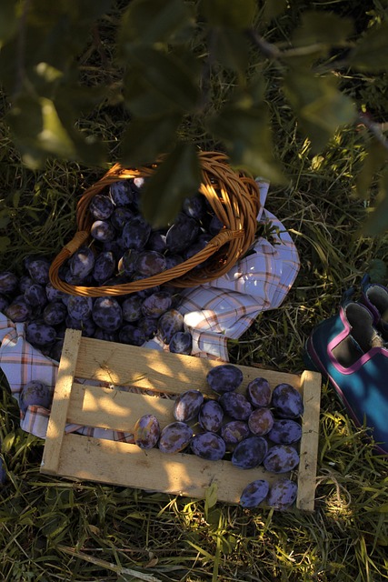 Free Plum Harvested photo and picture