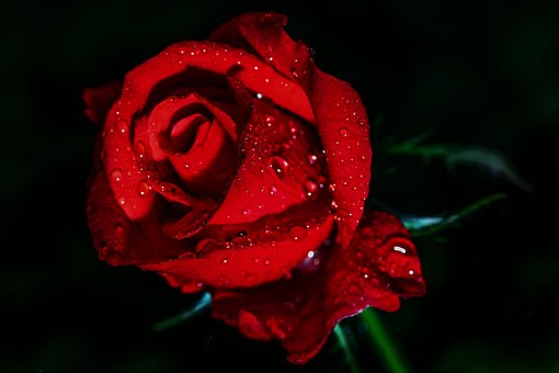 Roos, Bloem, Waterdruppels, Dauw