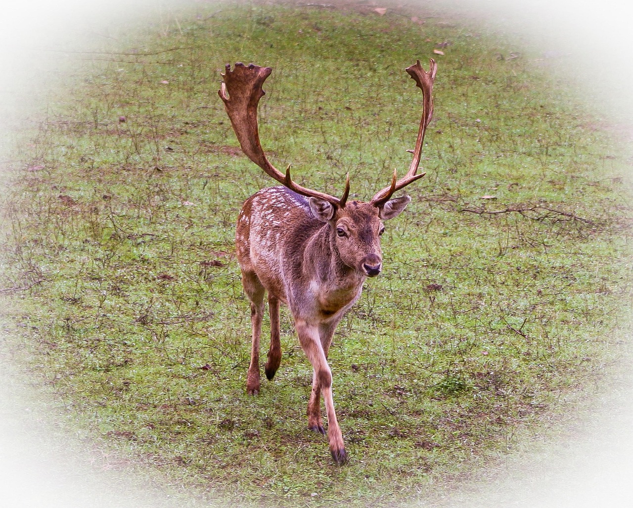 Animal Suede Nature Free photo on Pixabay Pixabay