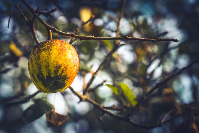 Free Apple Fruit photo and picture