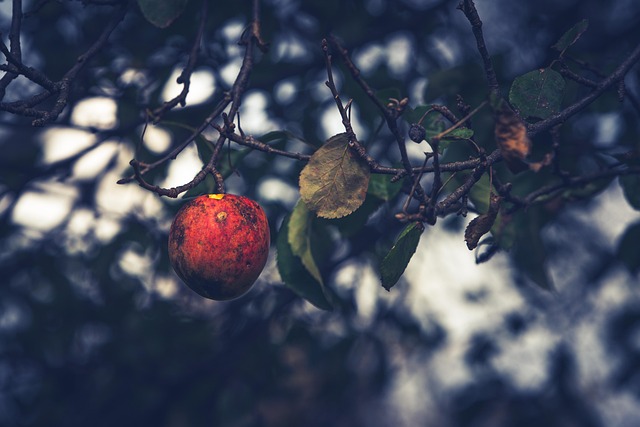 Free Apple Fruit photo and picture