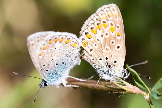 Free Butterflies Pair photo and picture