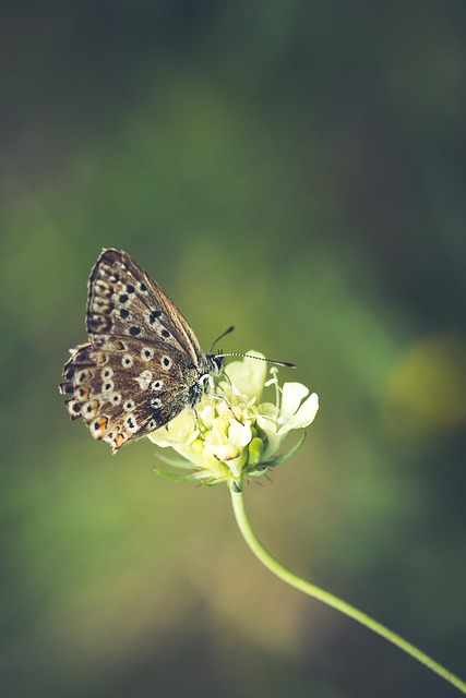 Free Butterfly Wings photo and picture