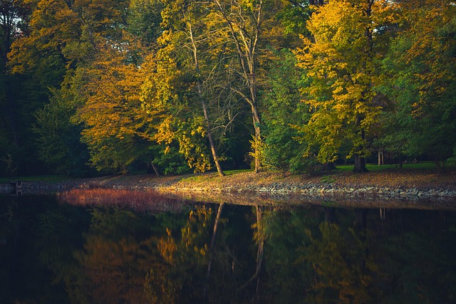 Free Pond Trees photo and picture