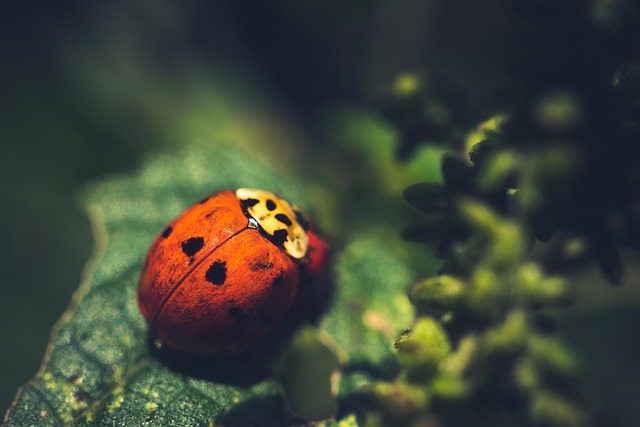 Free Beetle Insect photo and picture