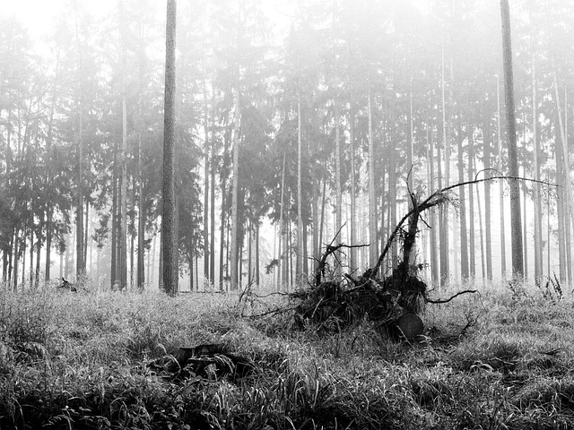 Free Leaf Tree Forest photo and picture