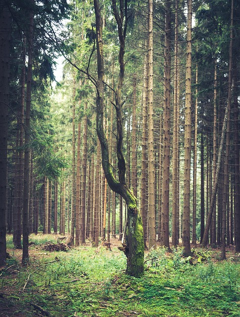 Free Leaf Tree Forest photo and picture